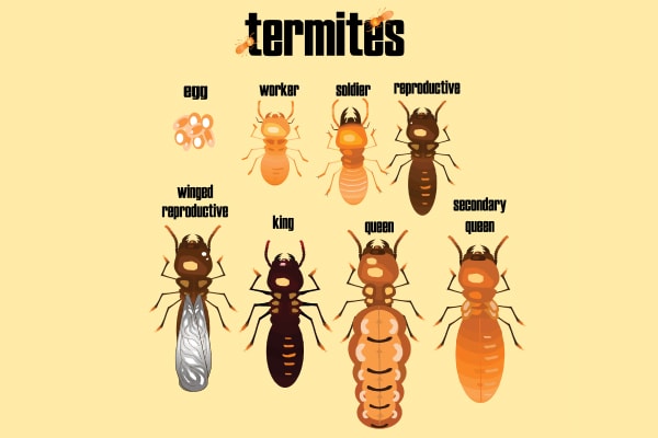 Professional termite inspections - The Green Termite Removal Experts